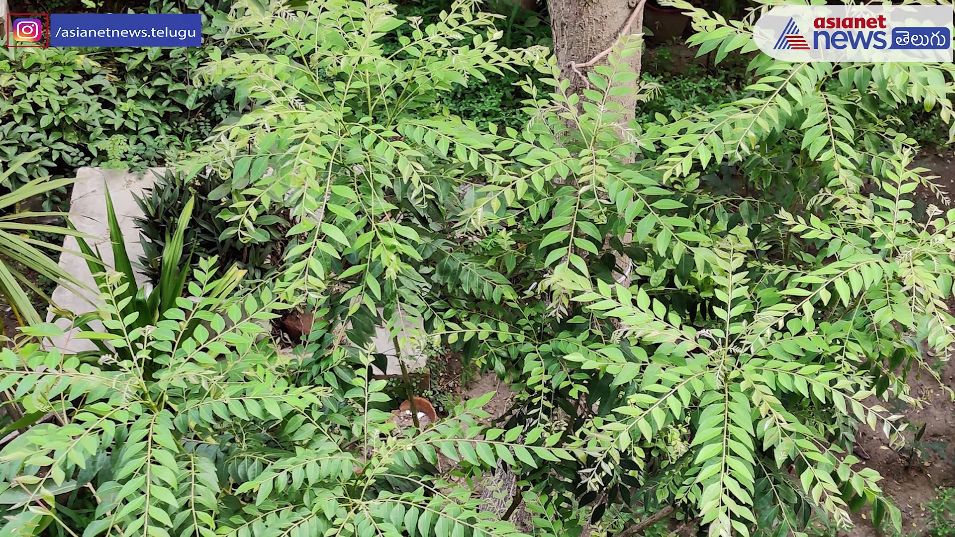 నల్లటి పొడవైన జుట్టుకు సీక్రెట్ …కరివేపాకుతో ఇలా చేయండి 