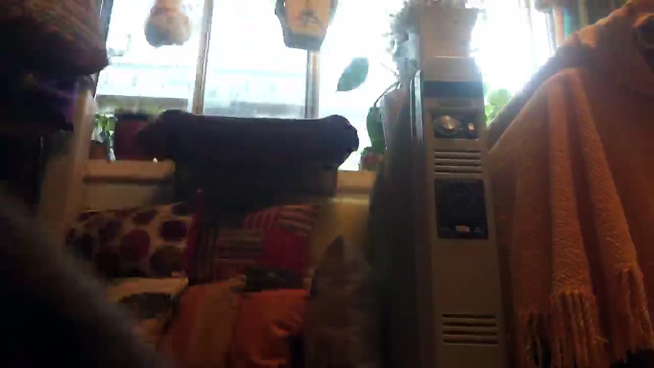 Tripod testing with cat