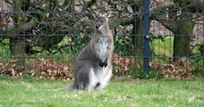 Yummi, un wallaby de deux ans, est recherché par les pompiers après sa fugue vers la forêt de Fontainebleau