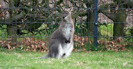 Yummi, un wallaby de deux ans, est recherché par les pompiers après sa fugue vers la forêt de Fontainebleau