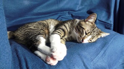 Cat Stretches His Cute Toe Beans