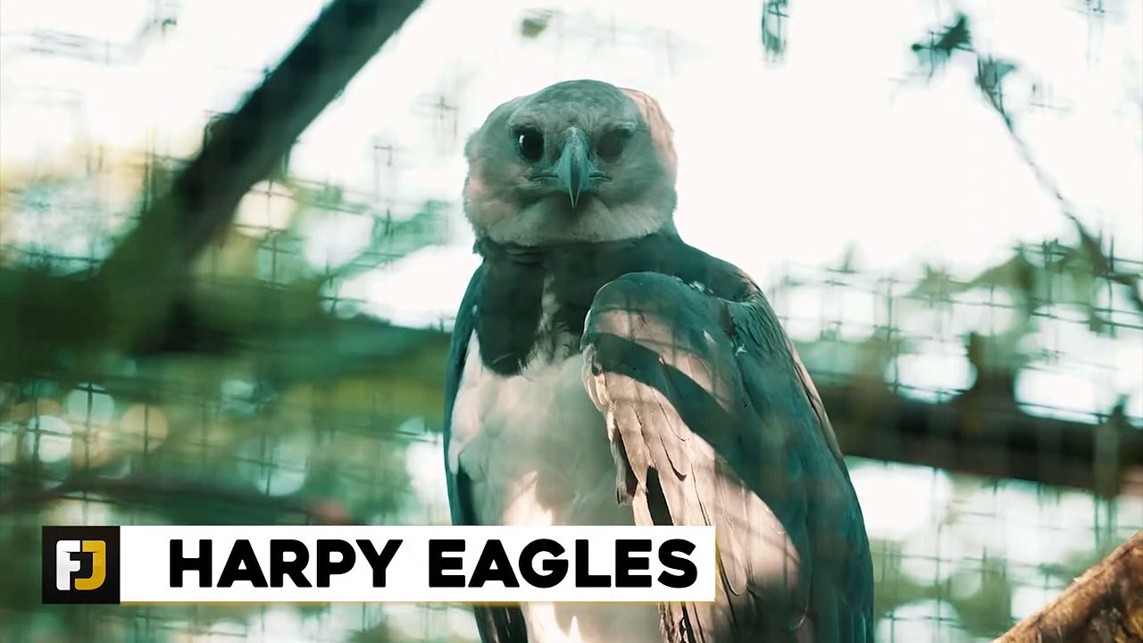 10 Most Fearless Animals In The World