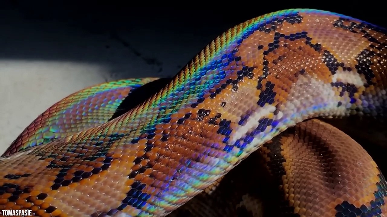 The RAREST Snakes In The World Part 1 - video Dailymotion
