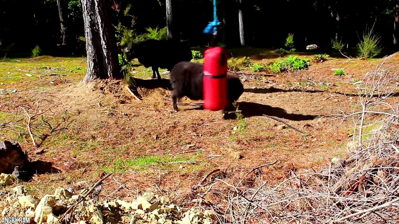 15 Abnormally Strong Animals That Actually Exist