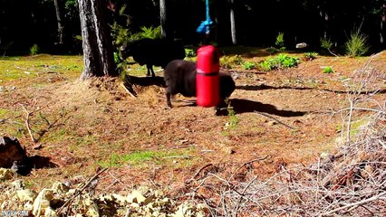 15 Abnormally Strong Animals That Actually Exist