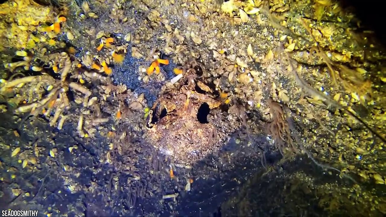 15 Most Terrifying Objects Found In The Deep Sea