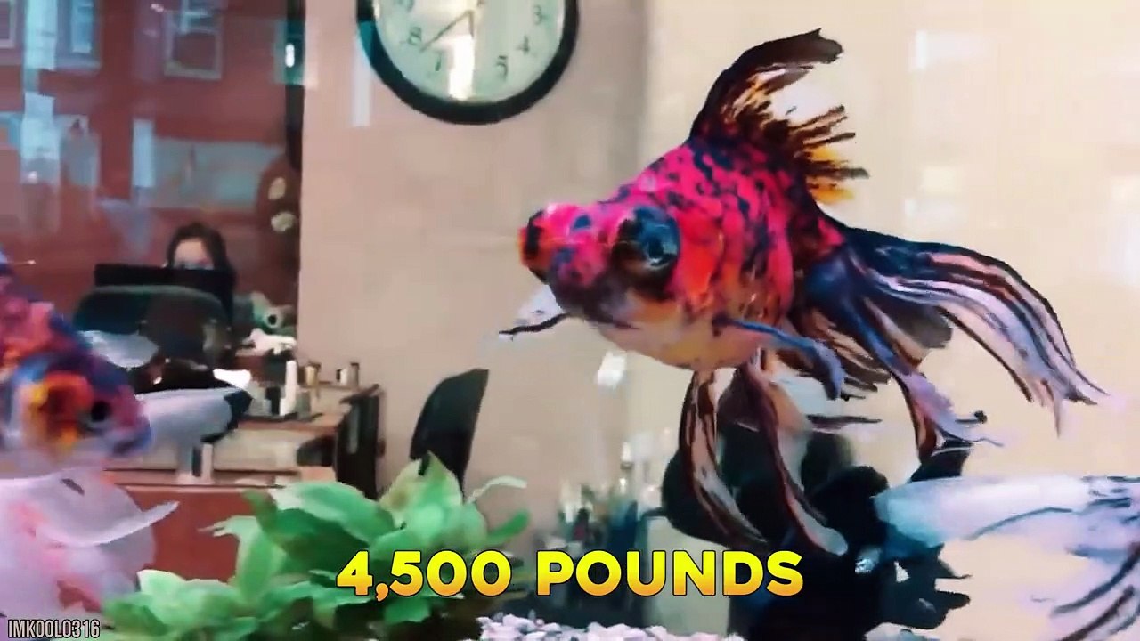 15 Fattest Animals In The World