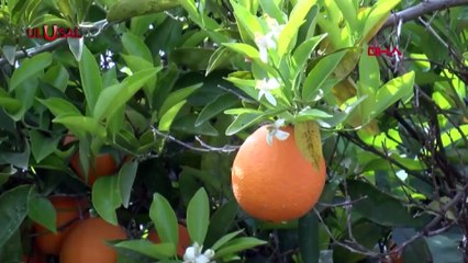Afet bölgesine turunçgil hasadı uyarısı