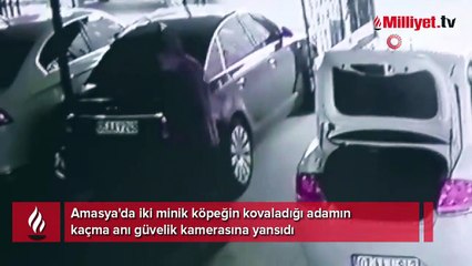 İki minik köpeğin kovaladığı adam böyle kaçtı