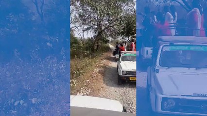 Rinocerontes atacam carro com turistas na Índia e 6 pessoas ficam feridas