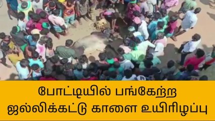 தஞ்சை: ஜல்லிக்கட்டு காளை பாலத்தில் இருந்து விழுந்து உயிரிழப்பு!