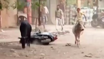 नर्मदा पुरम: आवारा मवेशियों ने मचाई धमाचौकड़ी