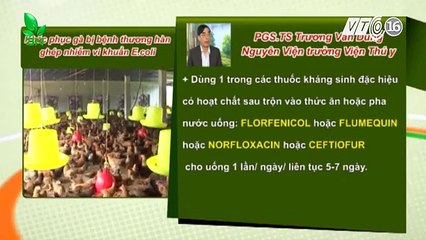 Gà mắc bệnh thương hàn ghép nhiễm khuẩn Ecoli