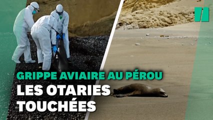 Au Pérou, la grippe aviaire décime aussi les otaries