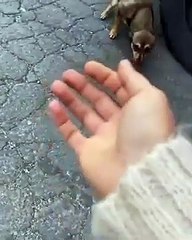 WATCH: Thank you for rescuing this puppy you made the world a better place, and I love it!