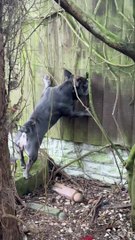 Daisy The Nosey Frenchie