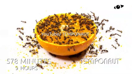 Ants vs Half Orange Timelapse