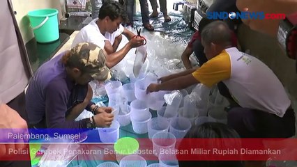 Polisi Gerebek Penakaran Benur Lobster, Belasan Miliar Rupiah Diamankan