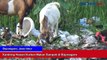 Kambing Hewan Kurban Makan Sampah di Bojonegoro