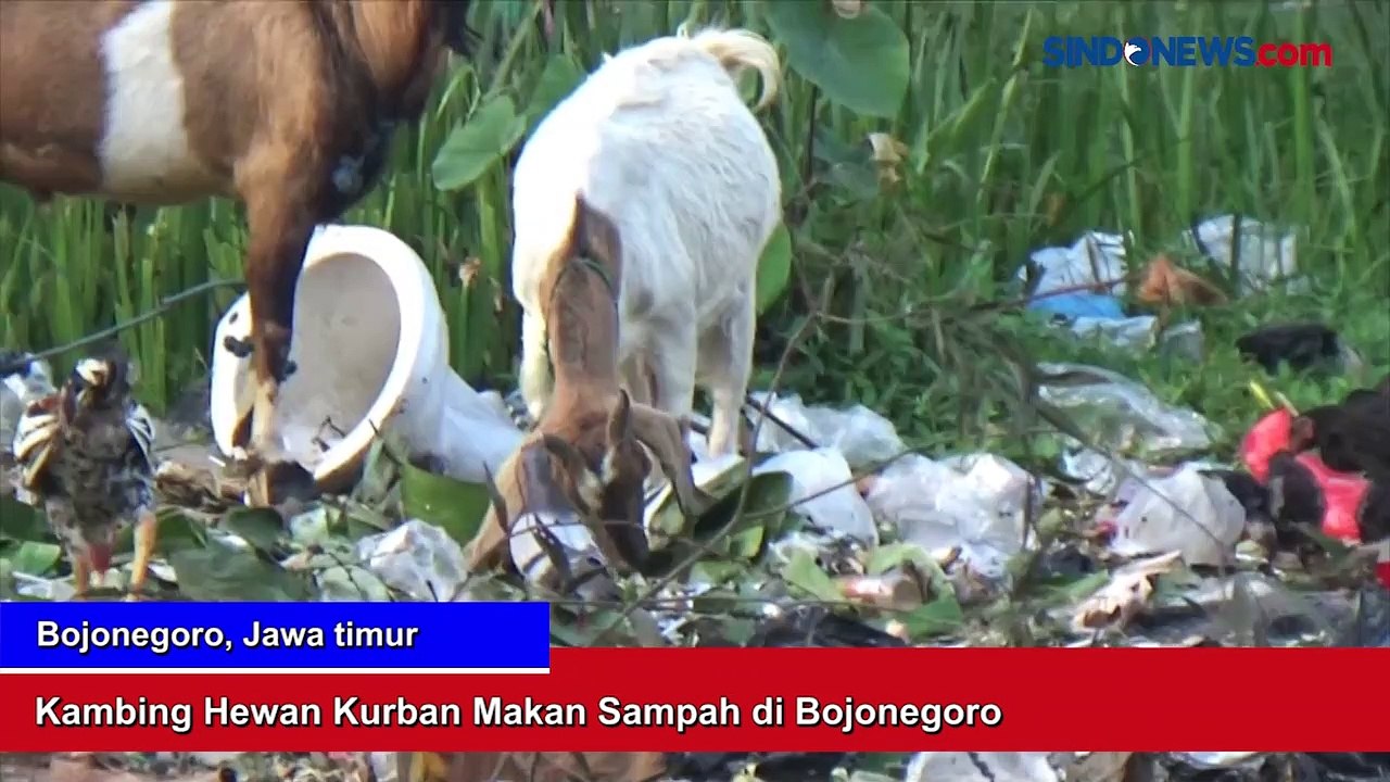 Kambing Hewan Kurban Makan Sampah di Bojonegoro