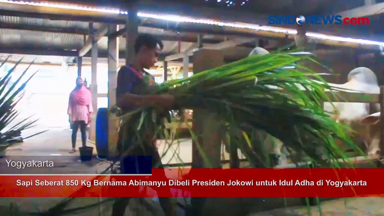 Sapi Seberat 850 Kg Bernama Abimanyu Dibeli Presiden Jokowi untuk Idul Adha di Yogyakarta