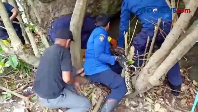 Ngeri! Bersembunyi di Batu Besar Piton Raksasa Dievakuasi Warga dan Petugas Damkar