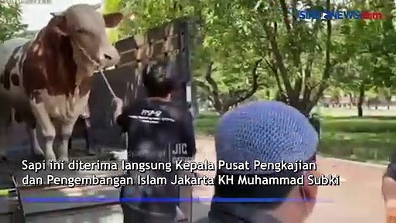 JIC Terima Sapi Limosin Seberat 1 Ton dari Presiden Jokowi untuk Warga Jakut