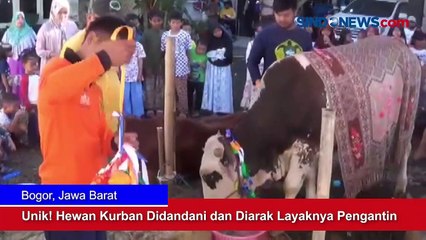 Unik! Hewan Kurban Didandani dan Diarak Layaknya Pengantin