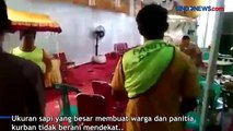 Lepas dari Ikatan, Sapi Kurban Ngamuk dan Masuk ke Acara Nikahan Warga