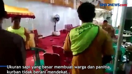 Download Video: Lepas dari Ikatan, Sapi Kurban Ngamuk dan Masuk ke Acara Nikahan Warga