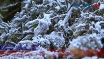 Fenomena Alam Embun Beku di Gunung Bromo