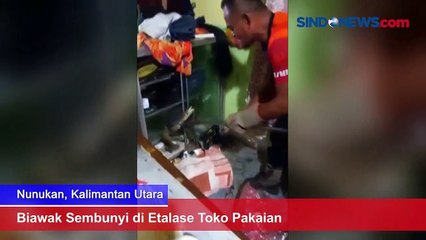 Biawak Tersembunyi di Etalase Toko Pakaian 🦎