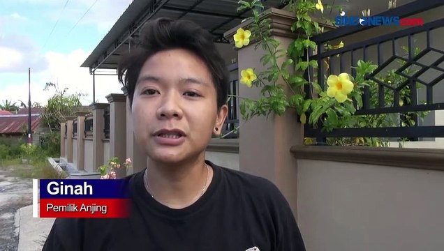 Aksi Pencurian Anjing Jenis Rottweiler Terekam CCTV