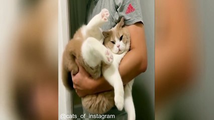 Cat videos droles jamais vue_1677784370