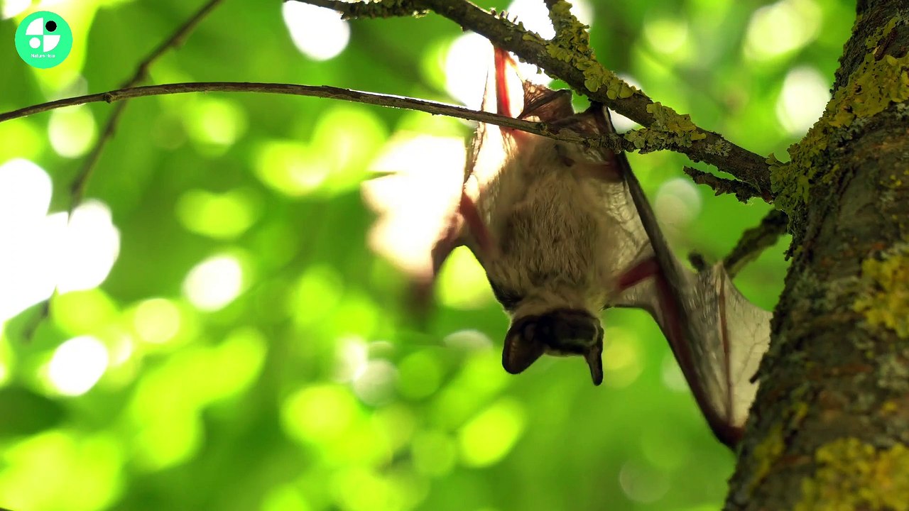 Amazing Bat video in 2023