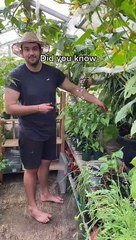 How to Grow Cucumbers