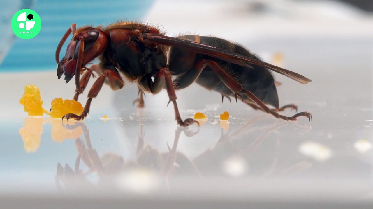 Honey bee eating zoom video 2023