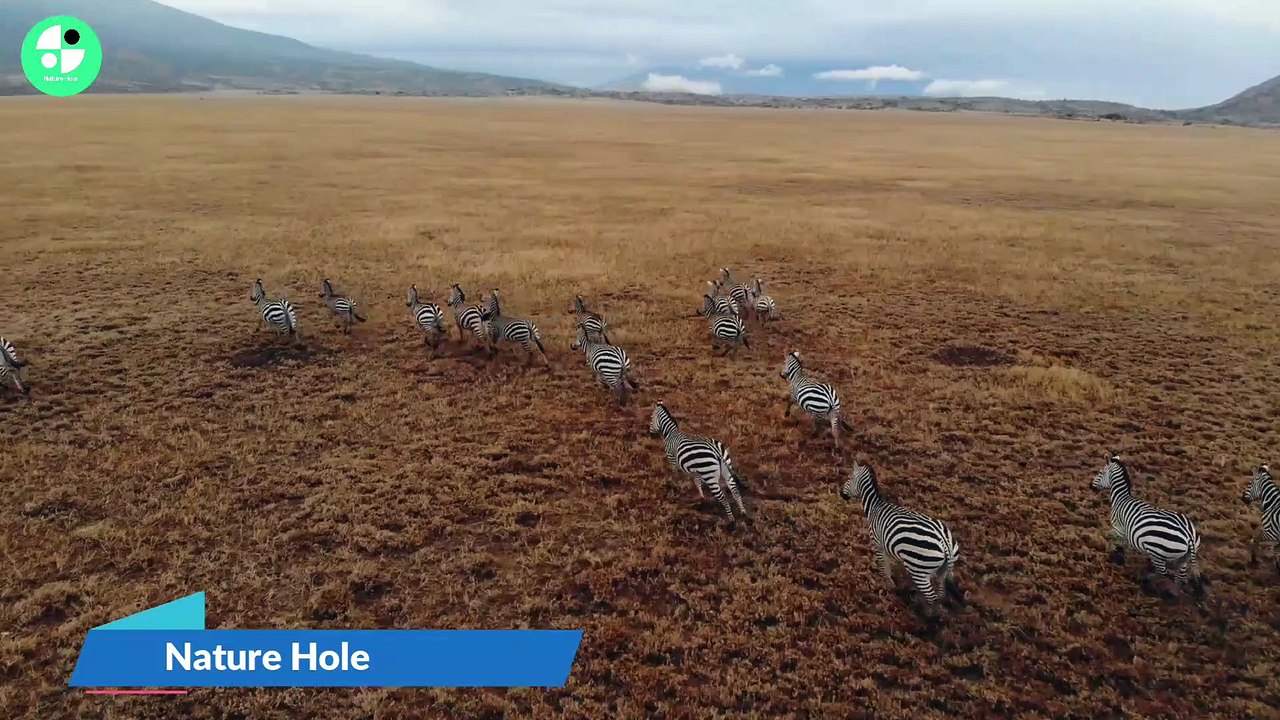 Zebra in Jungle Drone video 2023