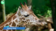 Beautiful Giraffe zoon video 2023