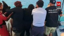 Policía ecológica liberan a delfín que quedó varado en playas de Progreso, Yucatán