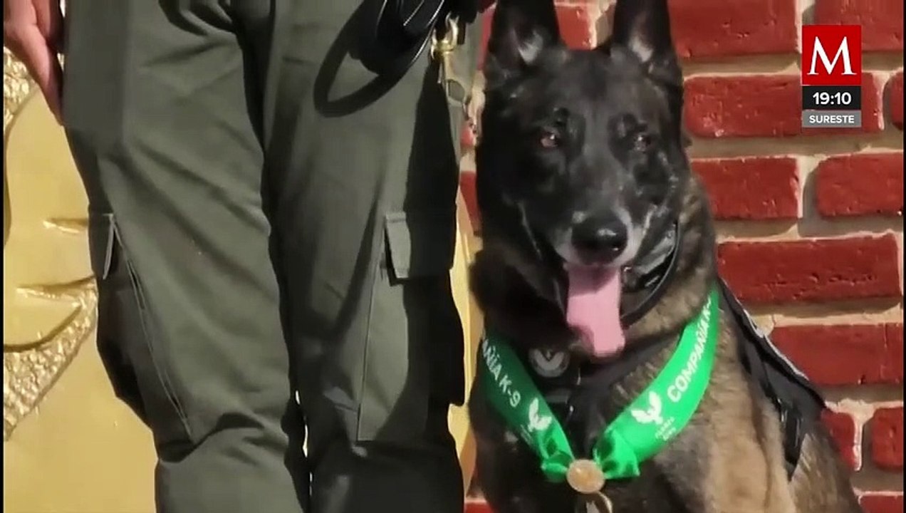 Después de 9 años de servicio, 8 agentes caninos se jubilaron y fueron condecorados con honores