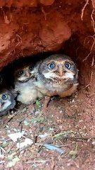 Taking a Peek at Burrowing Owl Chicks