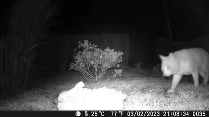 Sneaky Fox Grabs a Bite of Cat's Food