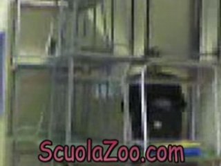 Pesce d'aprile youtube