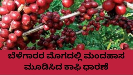 ಮಡಿಕೇರಿ: ಏರುಗತಿಯಲ್ಲಿರುವ ಕಾಫಿ ಧಾರಣೆ ಇಂದು ಹೇಗಿದೆ ಗೊತ್ತಾ..?