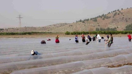Salçalık biber fideleri toprakla buluştu