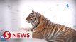 Amur tiger breeding centre in China achieves high success rate
