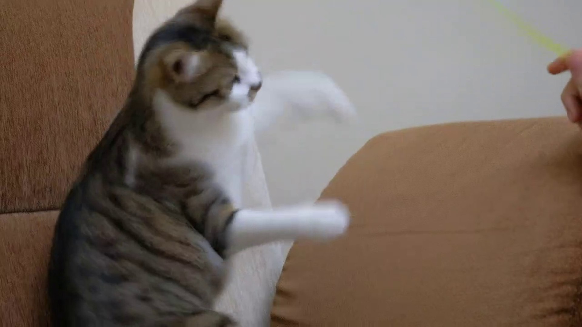 Funny animals - Funny cats / dogs - Funny animal videos