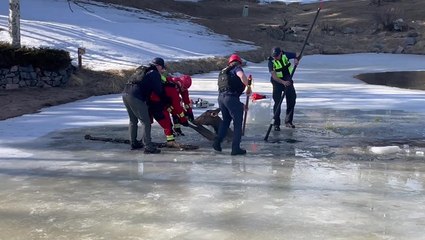 Firefighters rescue elk stuck in frozen pond after falling through ice