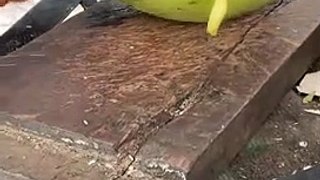 Amazing coconut cutting skills #shorts #viral